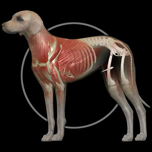 Dog Anatomy Canine 3D iOS App